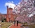Tulip Magnolia Time At The Smithsonian Castle